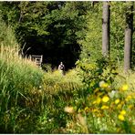 Waldspaziergang im Kreuttal *3*