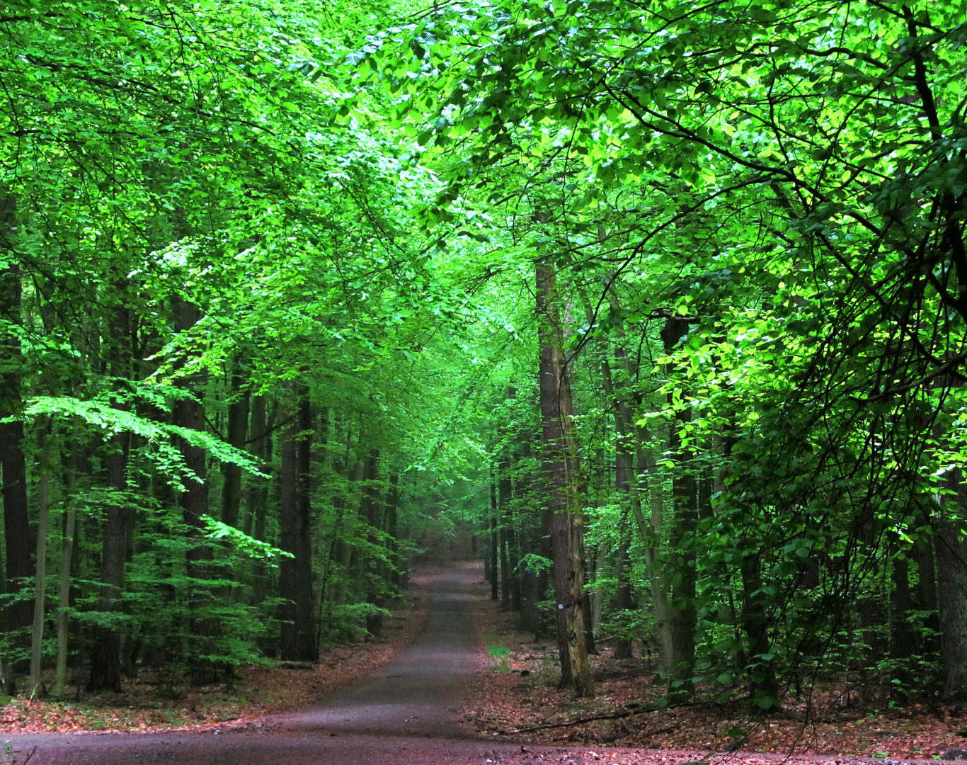 Waldspaziergang im Mai