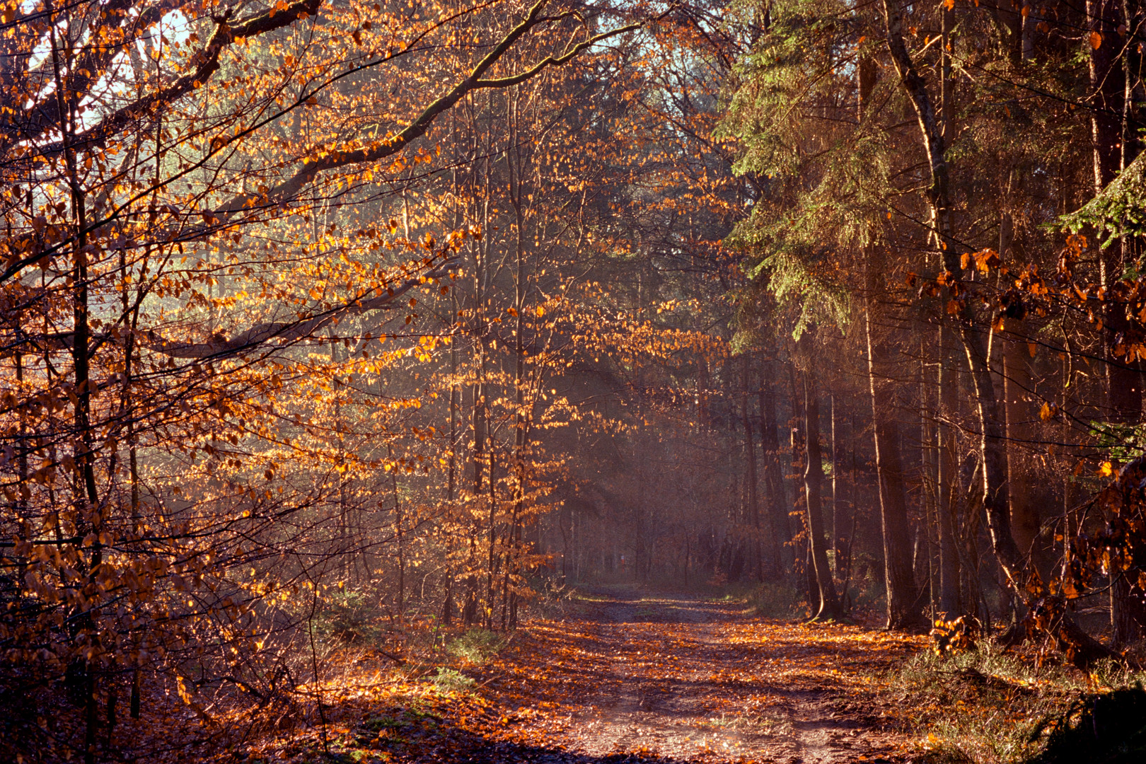 Waldspaziergang im Morgendunst