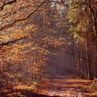 Waldspaziergang im Morgendunst