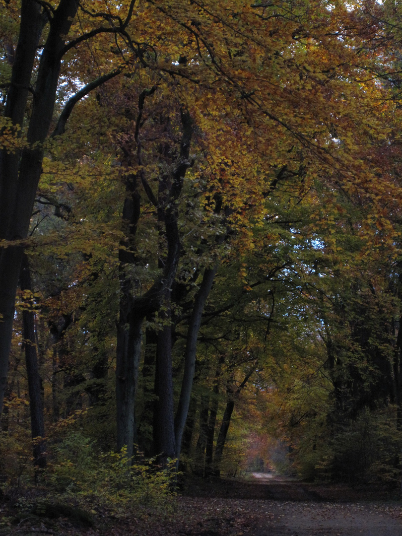 Waldspaziergang im Nov.