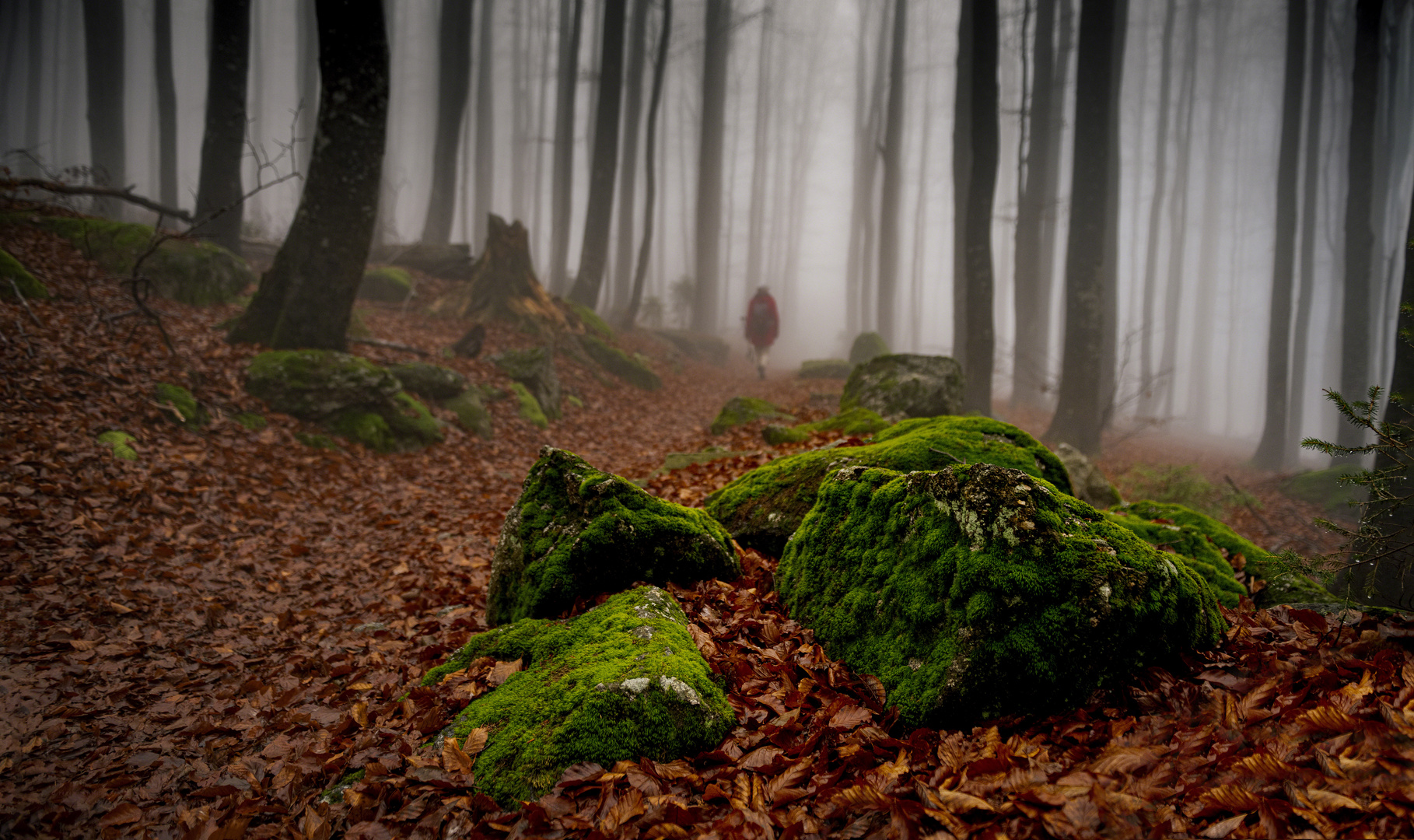 Waldspaziergang im November