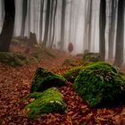 Waldspaziergang im November