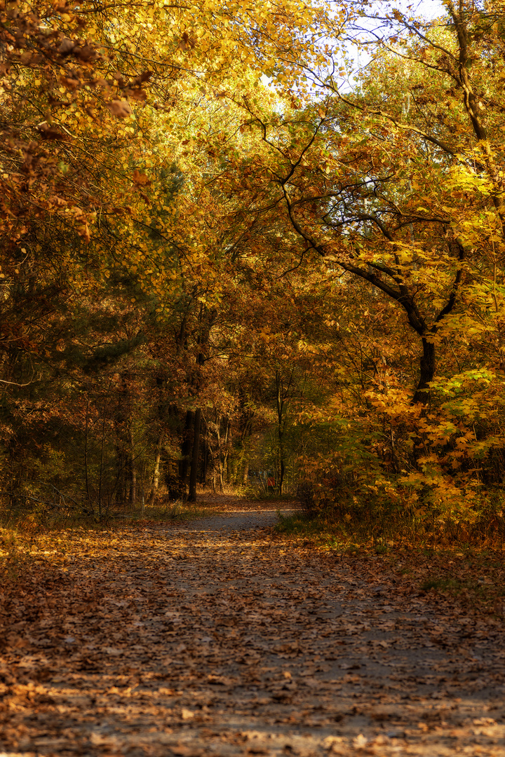 Waldspaziergang im Oktober