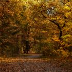 Waldspaziergang im Oktober