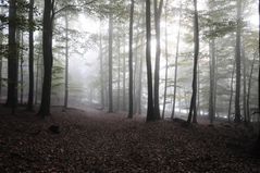 ... Waldspaziergang im Oktober ...