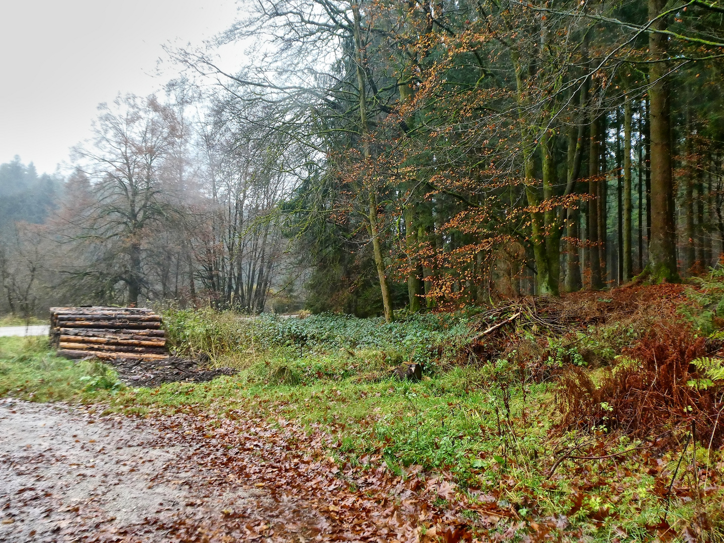 Waldspaziergang im Regen