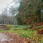 Waldspaziergang im Regen