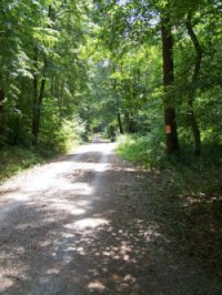 Waldspaziergang im Sommer