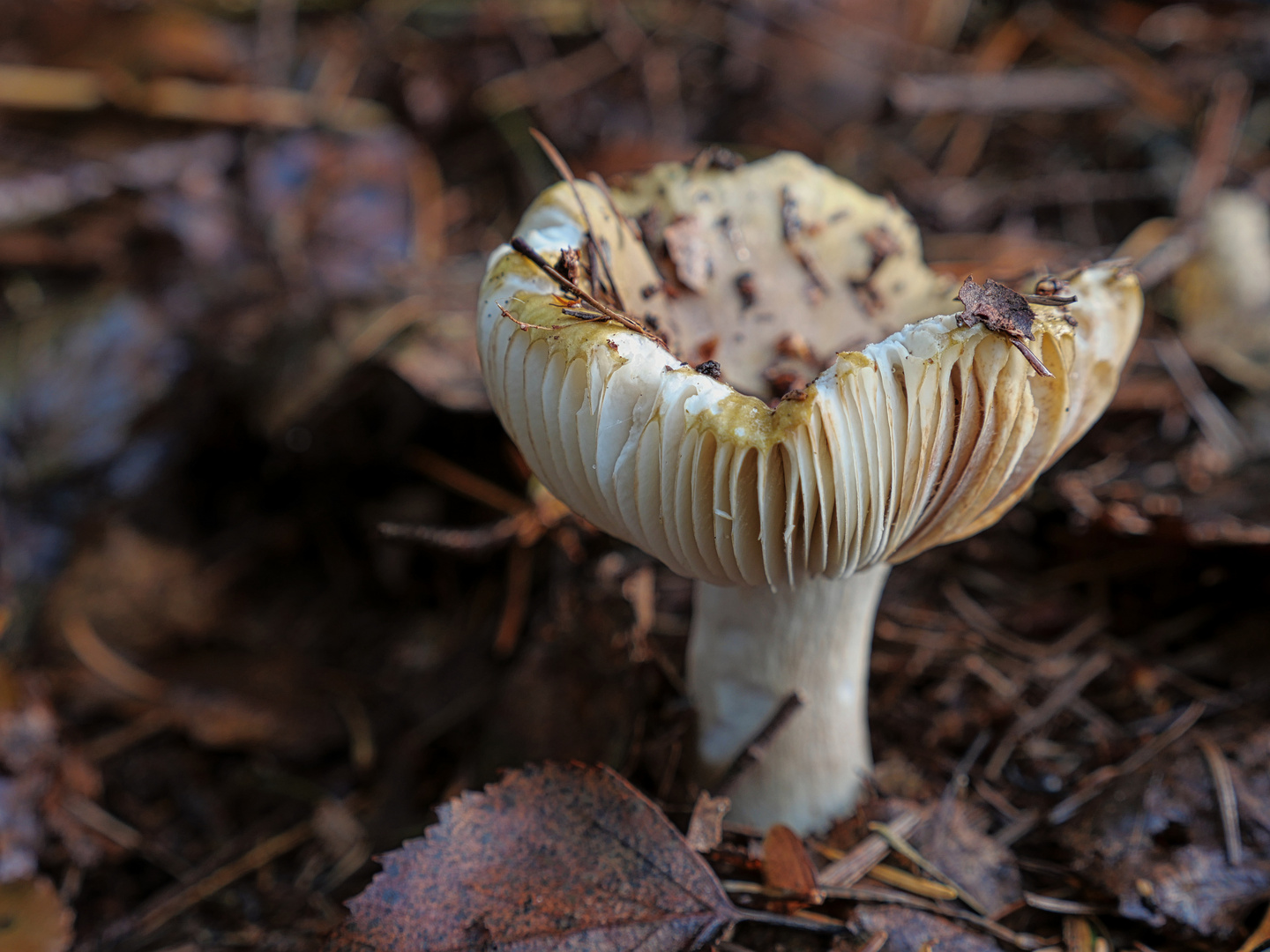 Waldspaziergang im Spätherbst