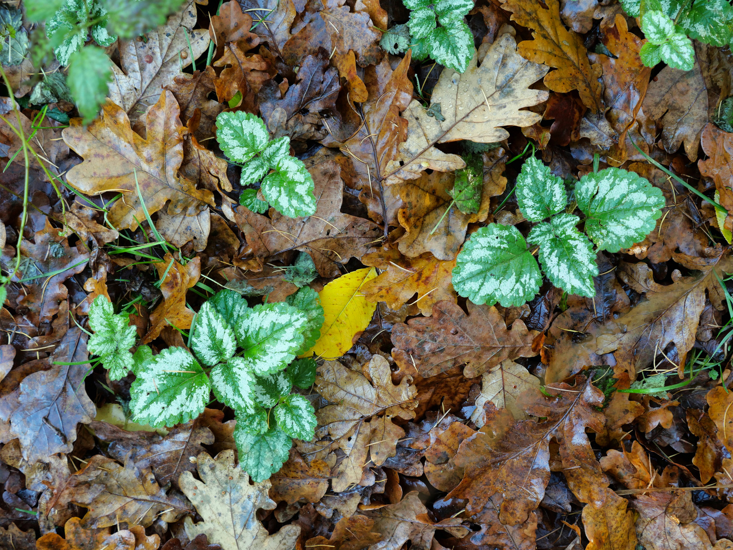 Waldspaziergang im Spätherbst