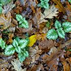 Waldspaziergang im Spätherbst