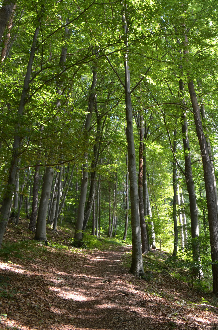 Waldspaziergang im Spätsommer