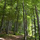 Waldspaziergang im Spätsommer