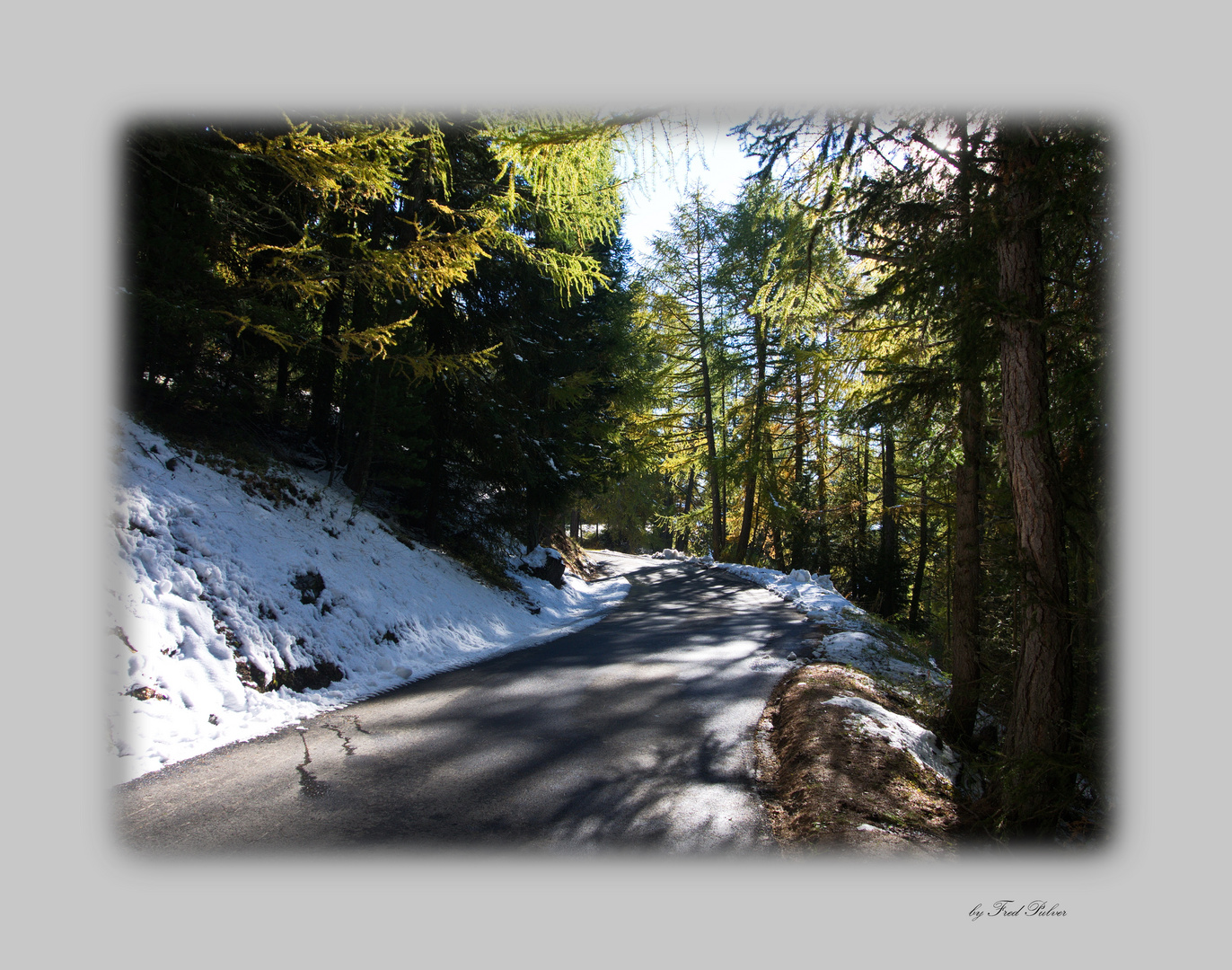 Waldspaziergang im Wallis