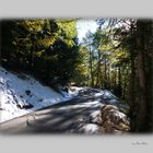 Waldspaziergang im Wallis