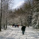 Waldspaziergang im Winter