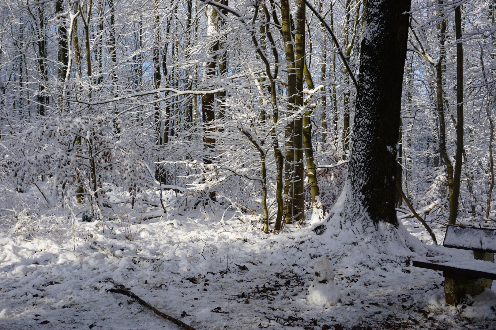 Waldspaziergang im Winterwald