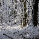 Waldspaziergang im Winterwald