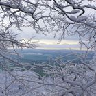 Waldspaziergang im Winterwald