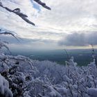 Waldspaziergang im Winterwald