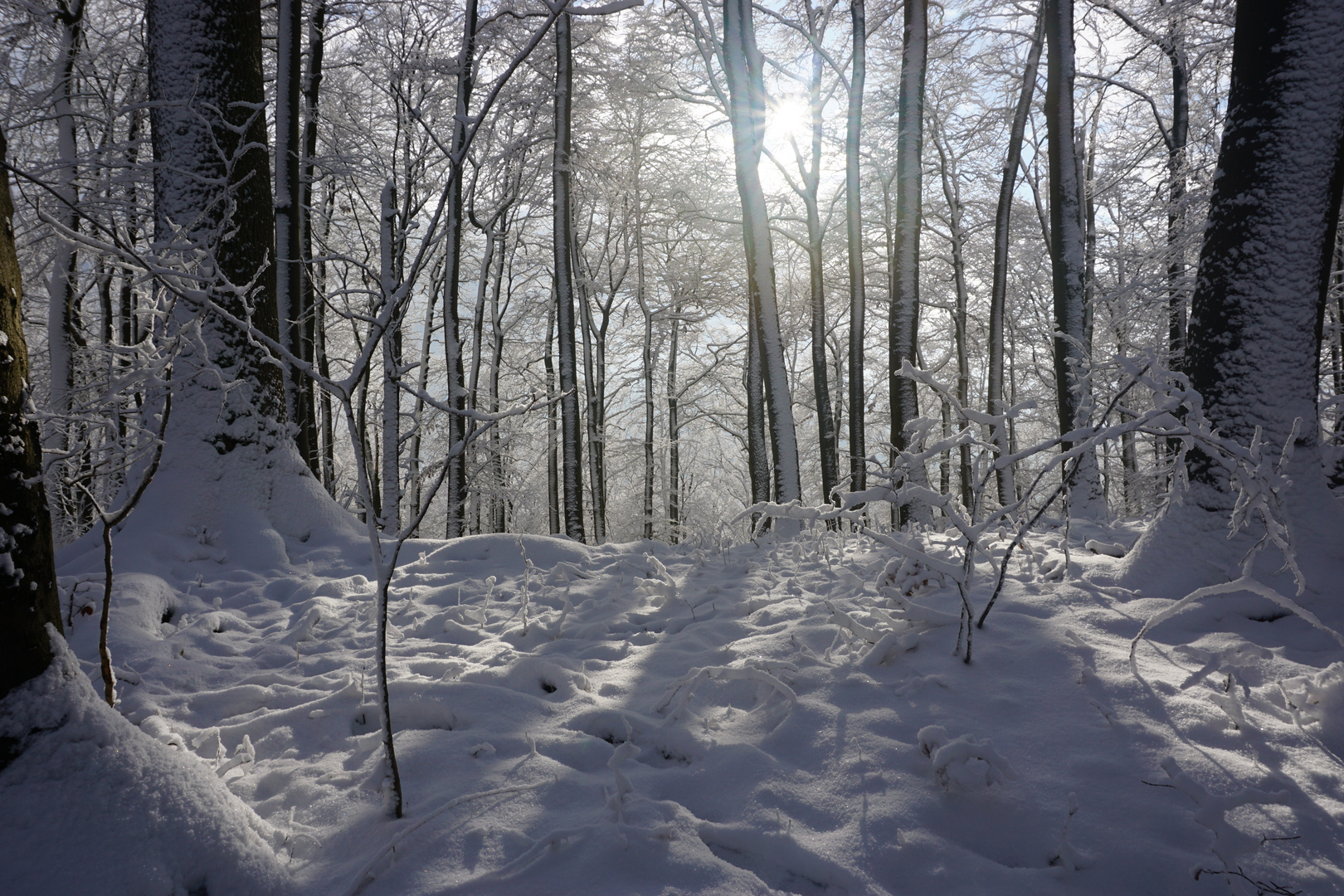 Waldspaziergang im Winterwald