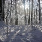 Waldspaziergang im Winterwald