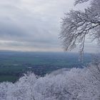 Waldspaziergang im Winterwald