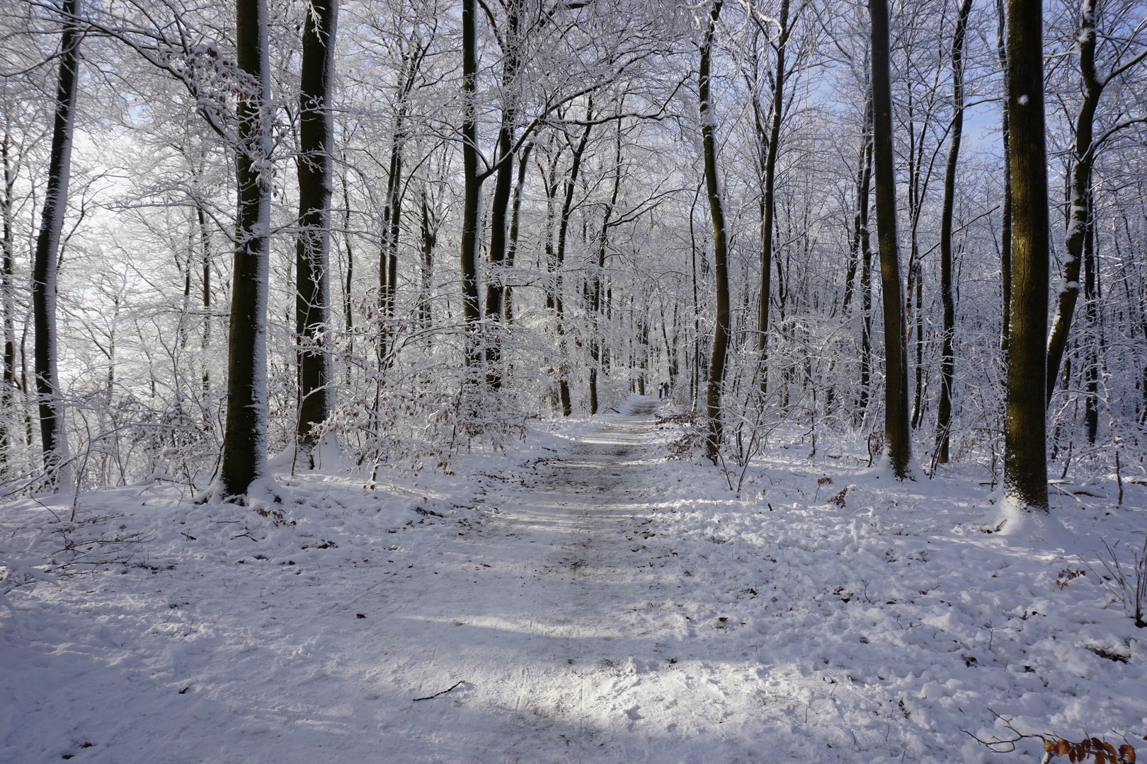 Waldspaziergang im Winterwald