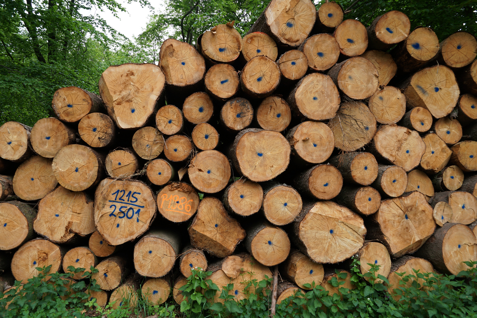 Waldspaziergang Impressionen