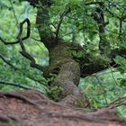 Waldspaziergang Impressionen