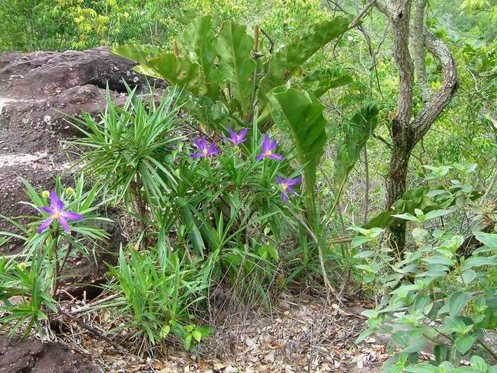 waldspaziergang in Lencois