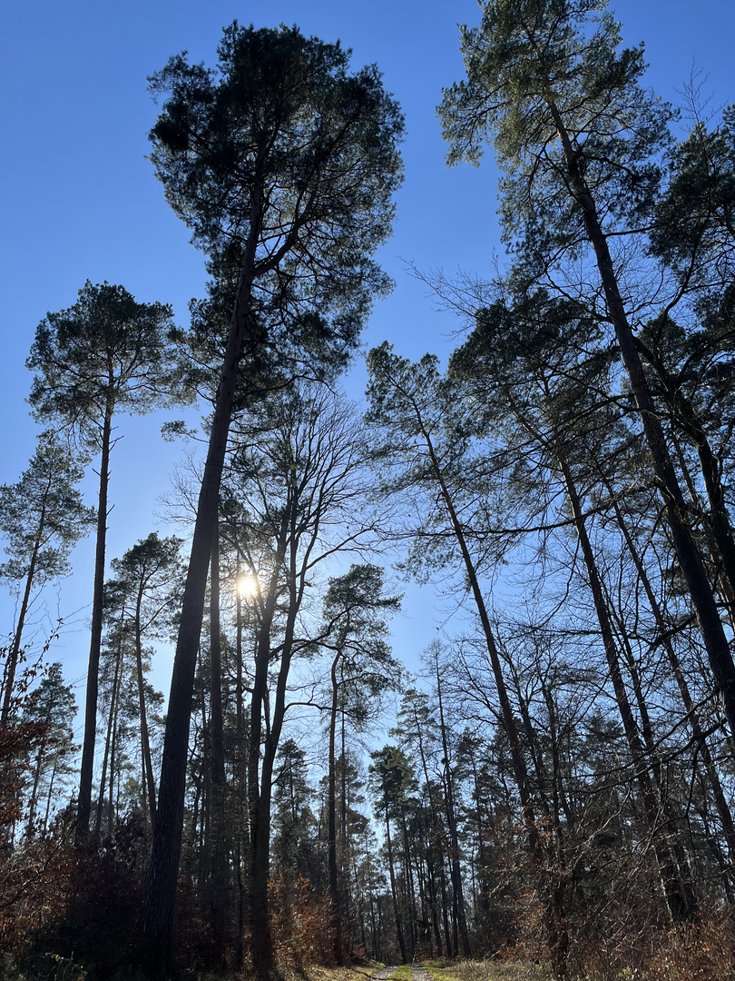 Waldspaziergang in Schimborn