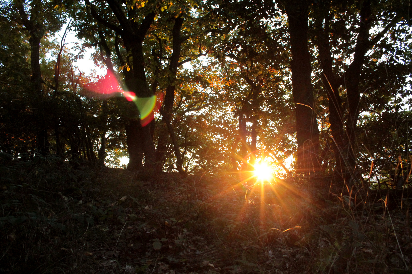 Waldspaziergang in sonnigem Herbst