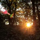 Waldspaziergang in sonnigem Herbst