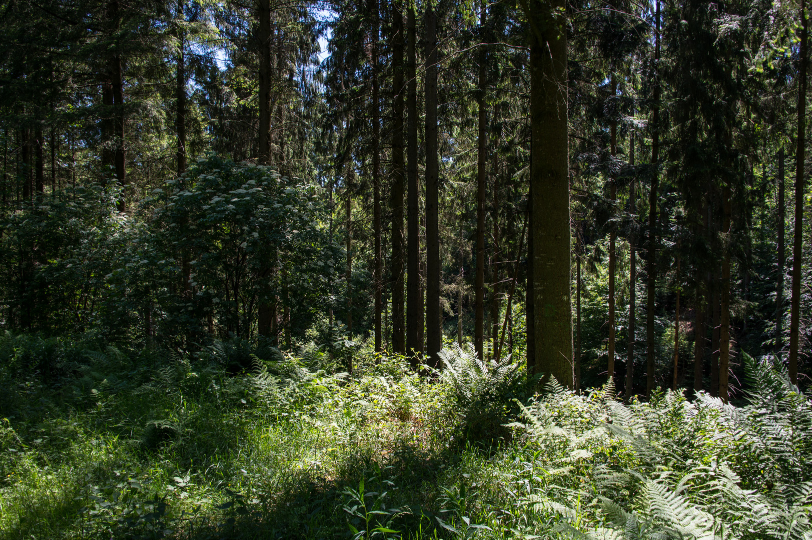 Waldspaziergang (IV)