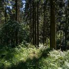 Waldspaziergang (IV)