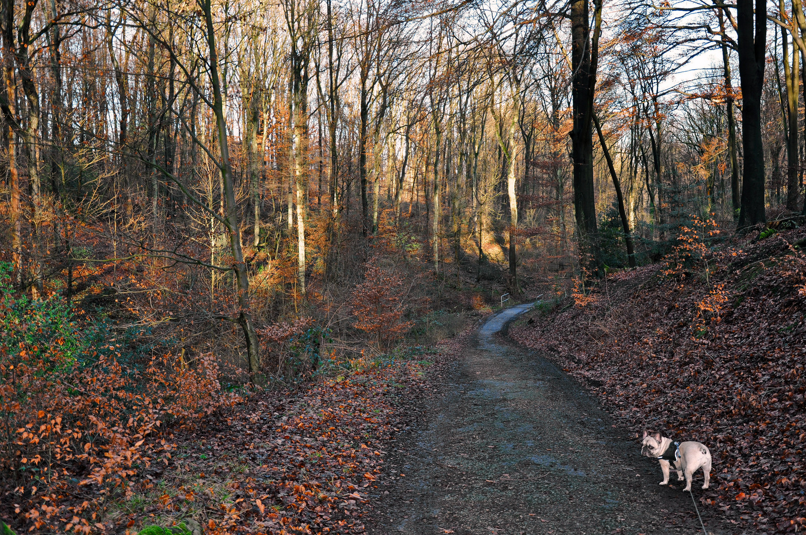 Waldspaziergang mit Amy, Januar 2015