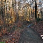 Waldspaziergang mit Amy, Januar 2015