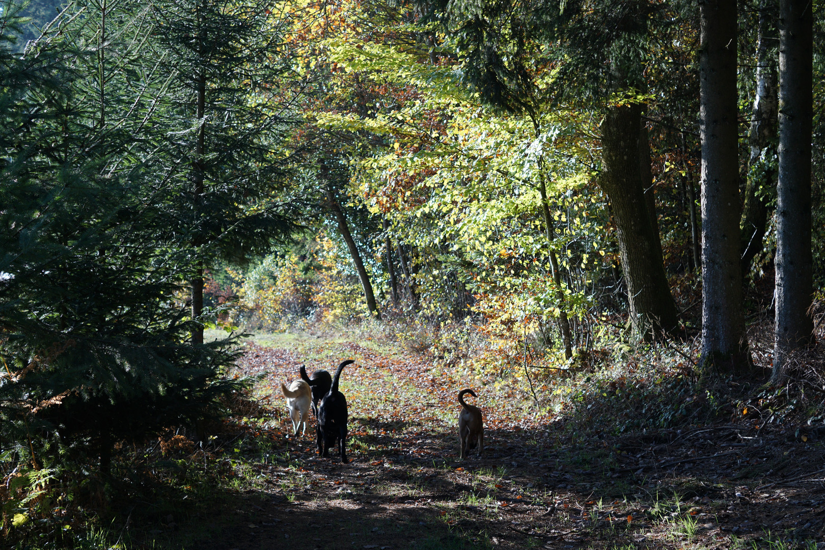 Waldspaziergang mit Hunden