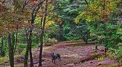 Waldspaziergang mit Kira