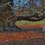 Waldspaziergang mit Kira (French Bully)