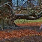 Waldspaziergang mit Kira (French Bully)