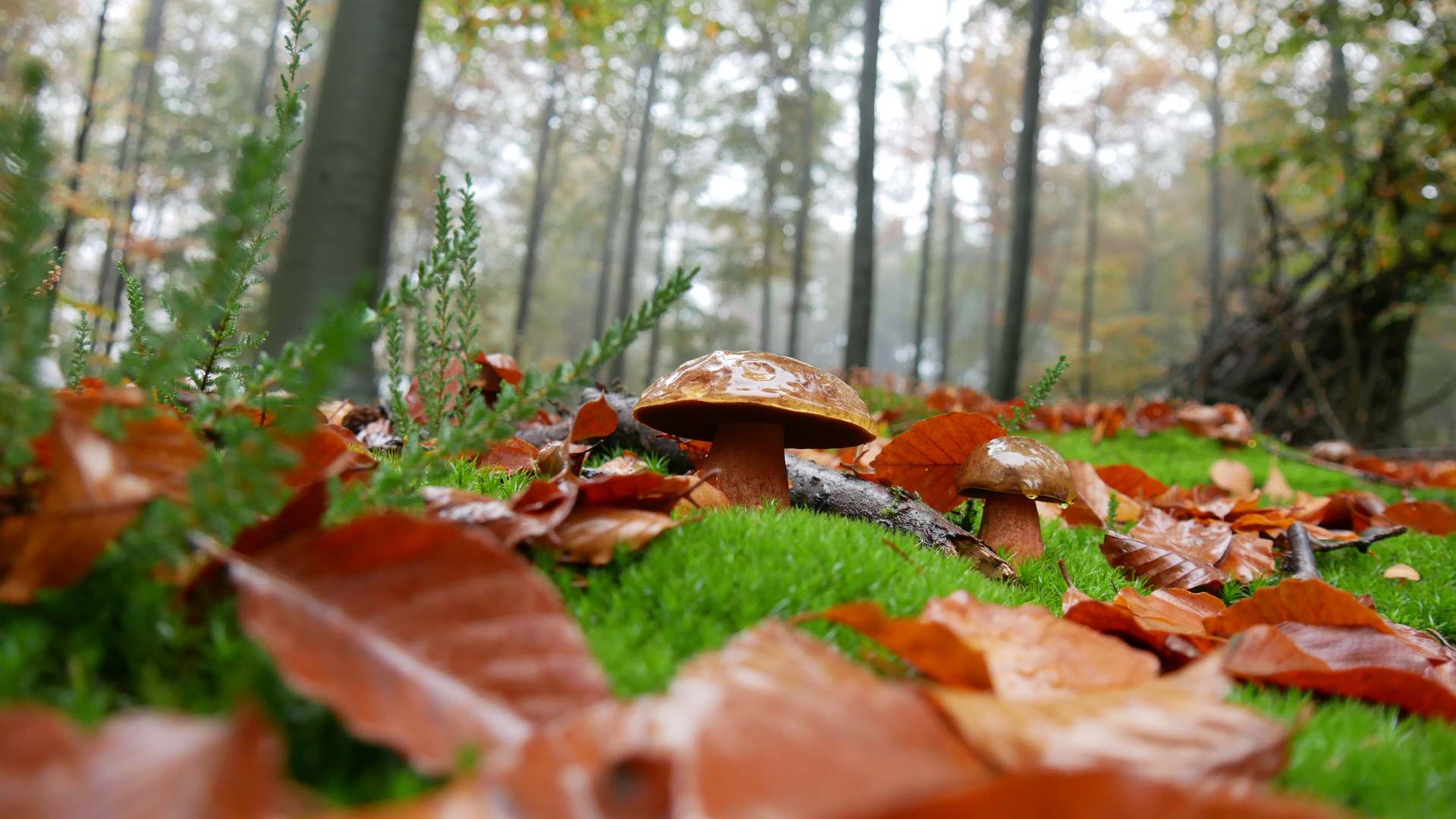 Waldspaziergang mit Pilzfund