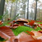 Waldspaziergang mit Pilzfund