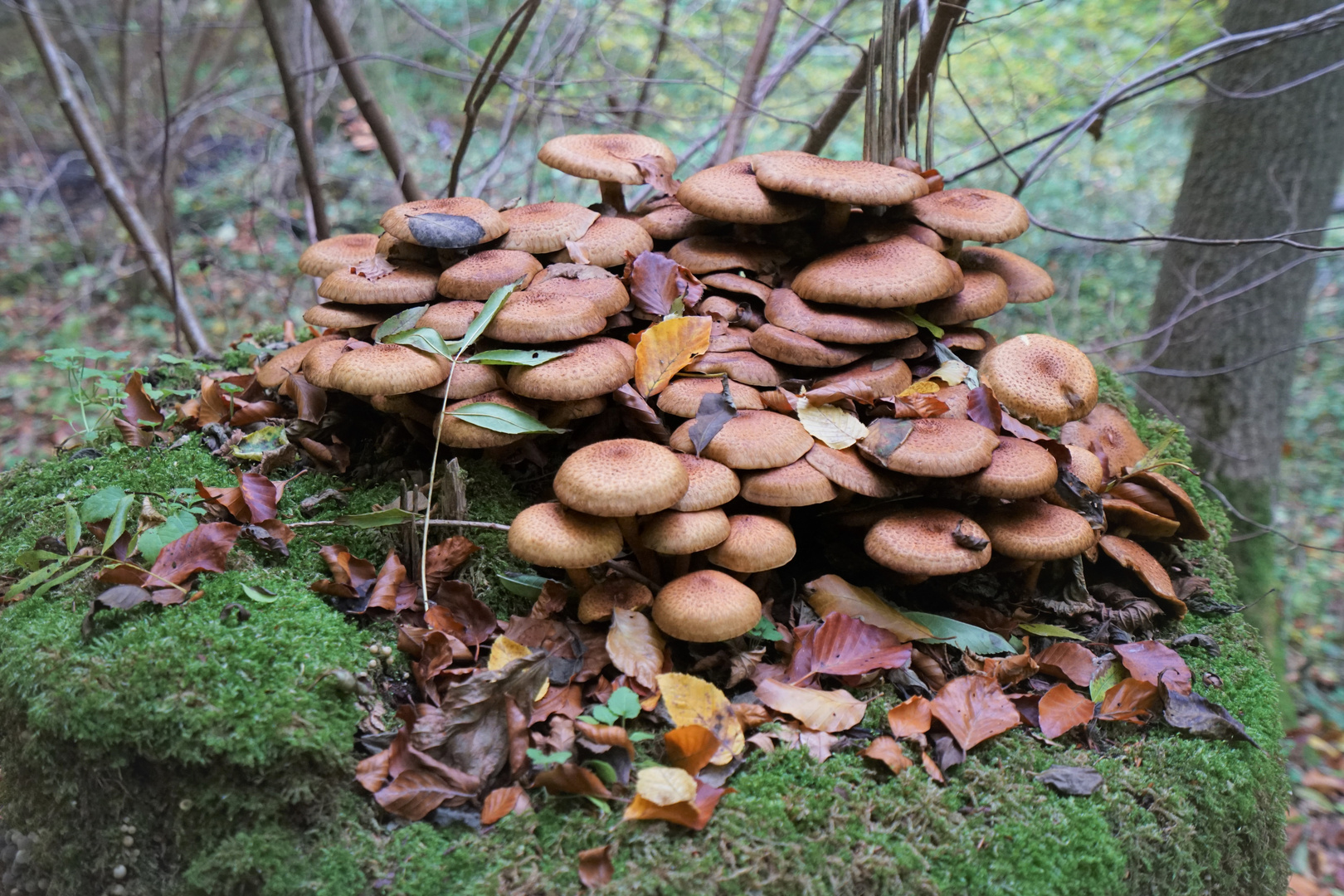 Waldspaziergang mit Pilzsuche