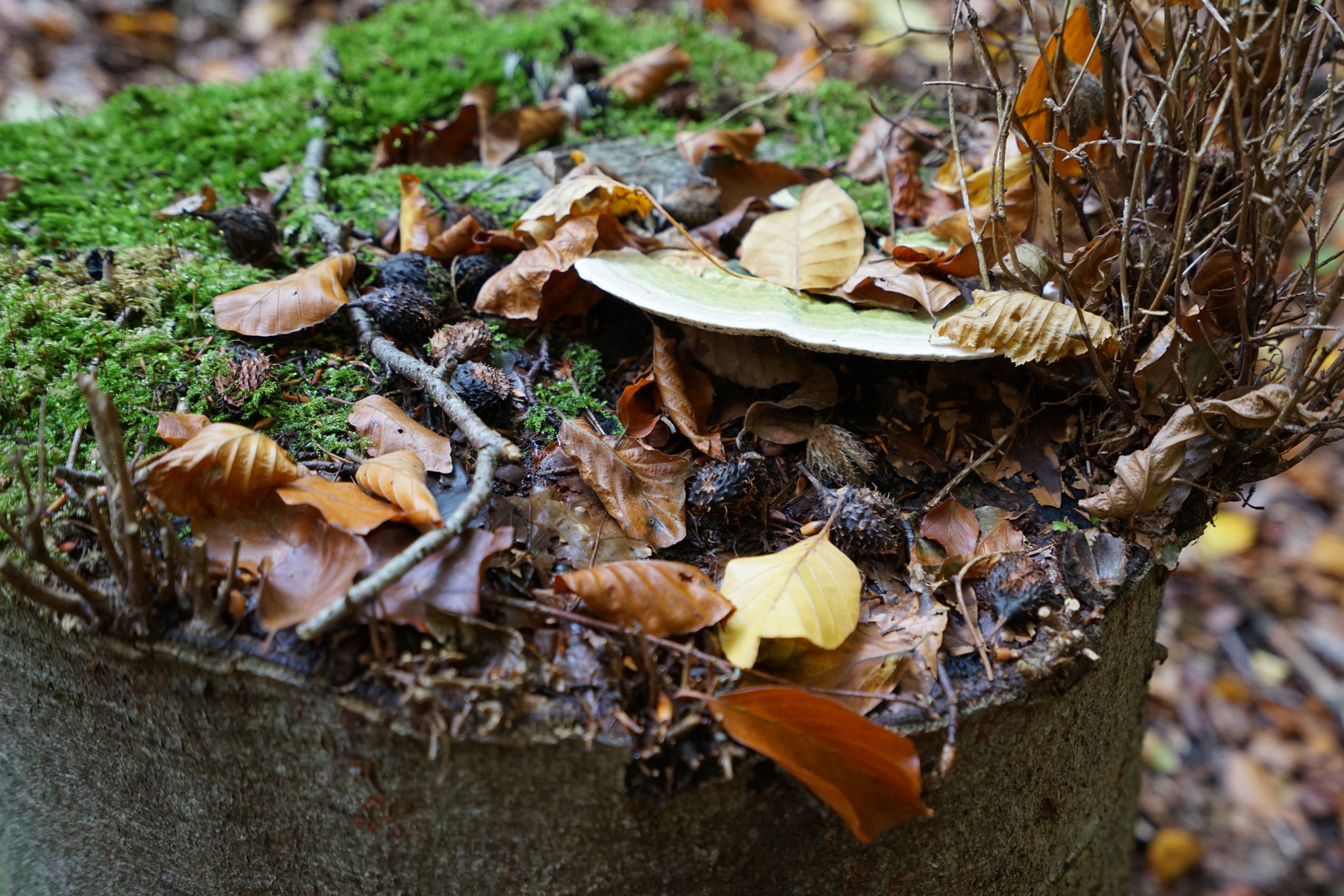 Waldspaziergang mit Pilzsuche