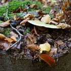 Waldspaziergang mit Pilzsuche