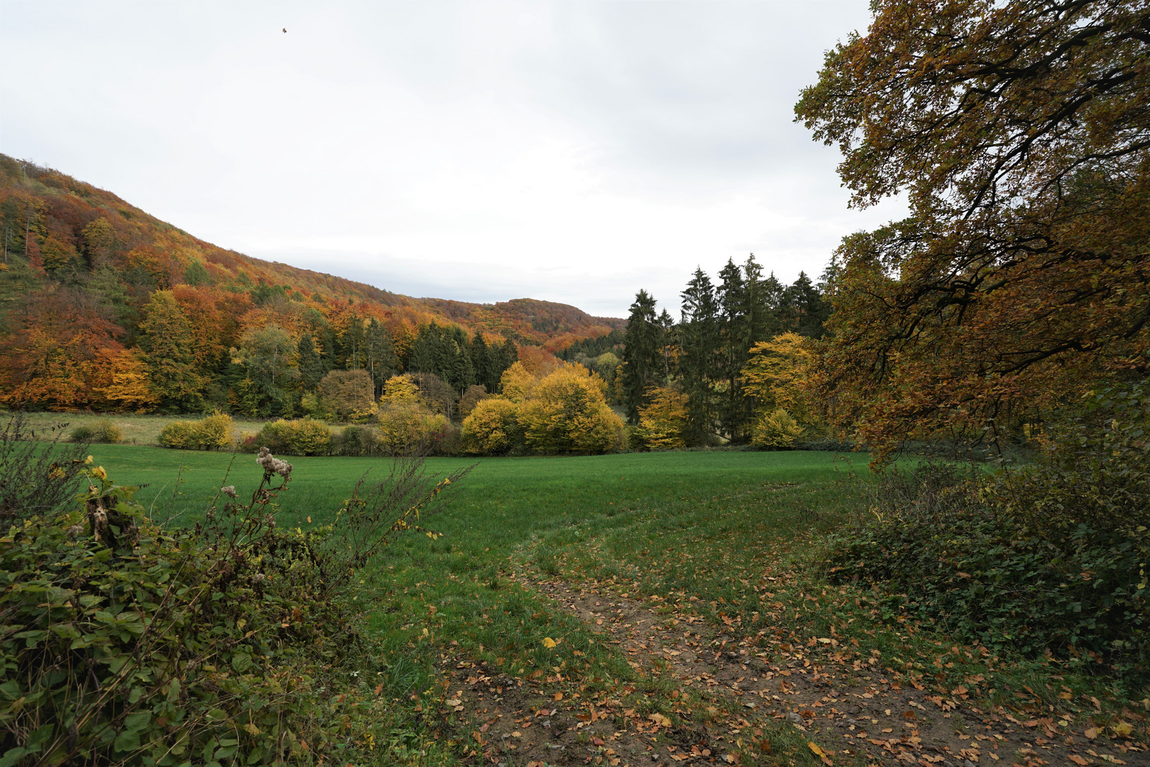 Waldspaziergang mit Pilzsuche