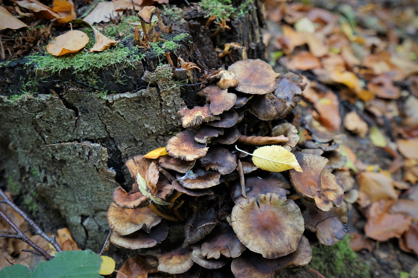 Waldspaziergang mit Pilzsuche